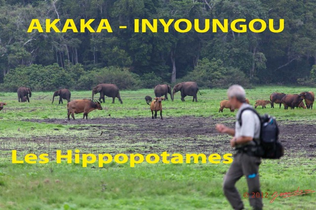 202 Titre Photos AKAKA Hippopotames-01.jpg